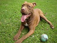 Pit Bull Terrier Americano. Su lealtad lo hace un excelente perro de diversión y compañia.