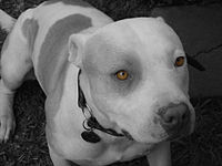 El American Pit Bull Terrier es una raza noble y muy fiel. Es el perro ideal para deportistas.